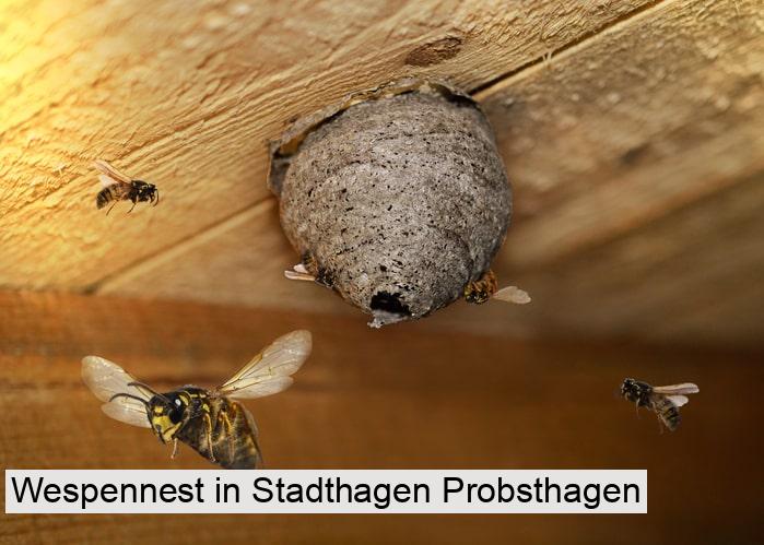 Wespennest in Stadthagen Probsthagen